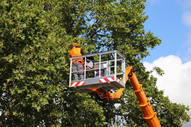 Best Tree Health Inspection  in Madison Heights, MI