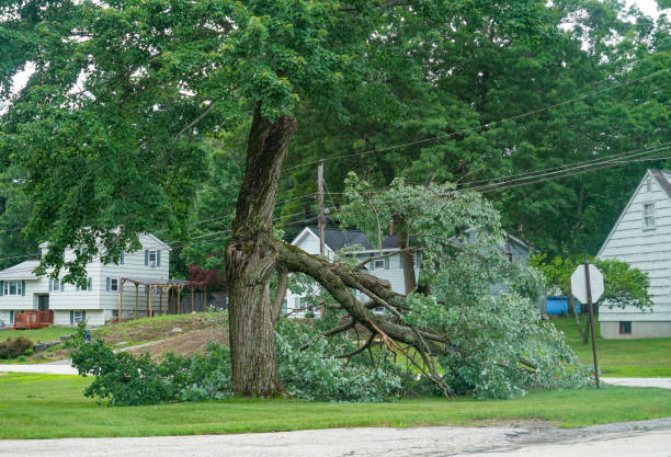 Professional Tree Services in Madison Heights, MI